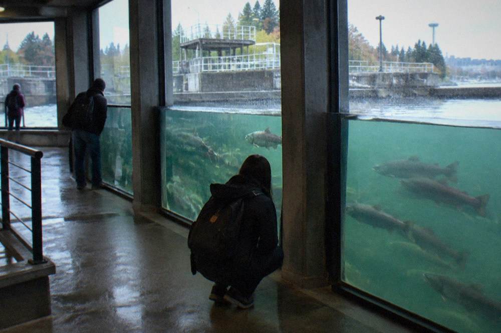 Underwater windows in the fish ladder viewing room showing salmon holding in the current