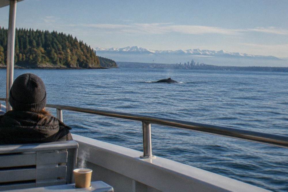 A whale-watching boat moving across calm open water with distant mountains on the horizon