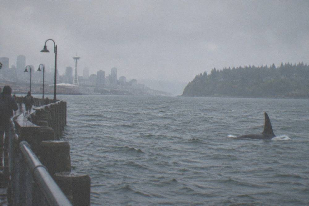A killer whale dorsal fin rising above dark water with a distant shoreline behind