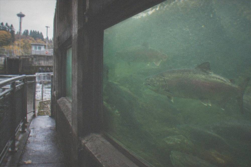 Underwater windows of the fish ladder showing salmon holding in the current