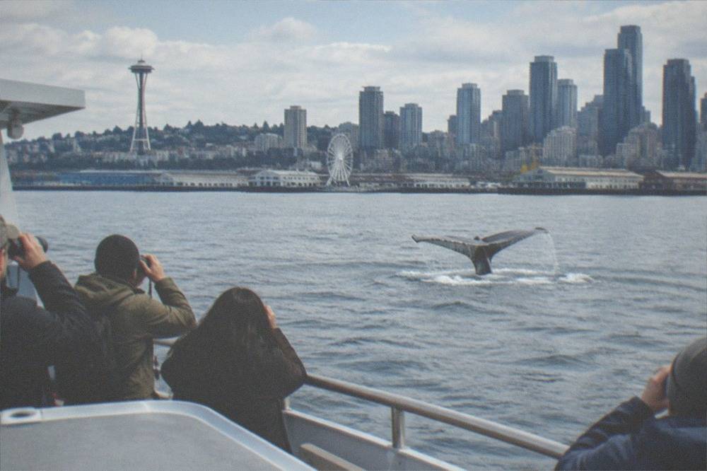 A whale watching boat holding position at a safe distance from a humpback whale surfacing in Puget Sound