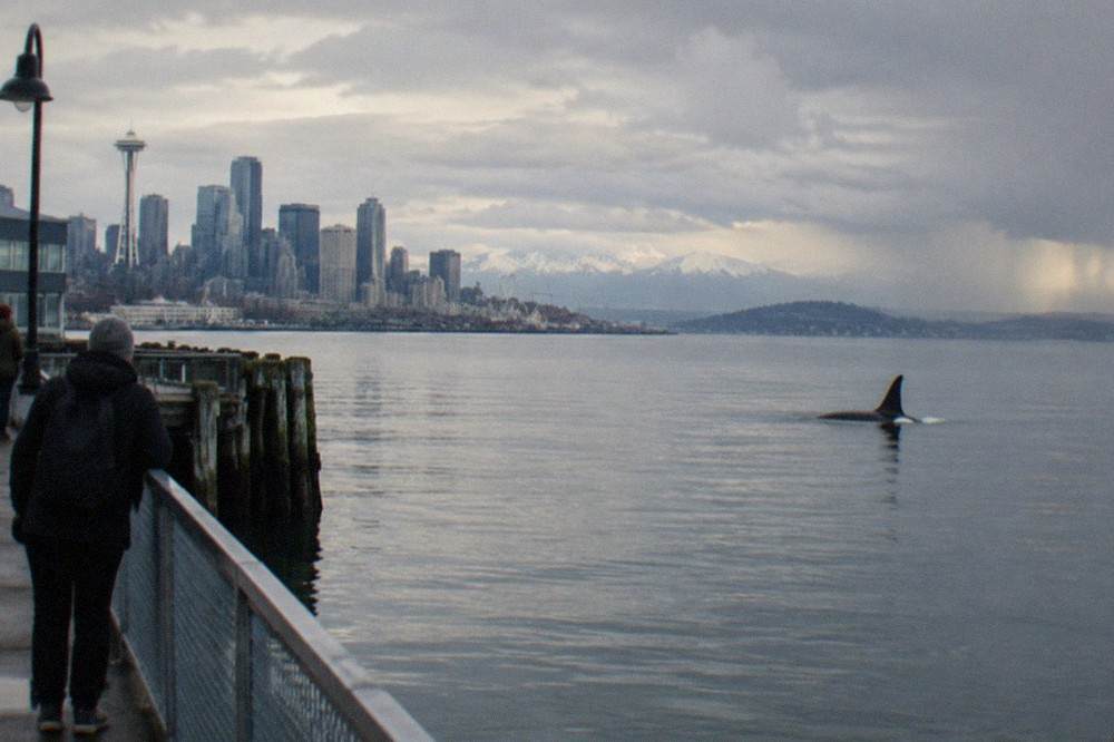 An orca dorsal fin rising above calm gray Puget Sound water with distant mountains