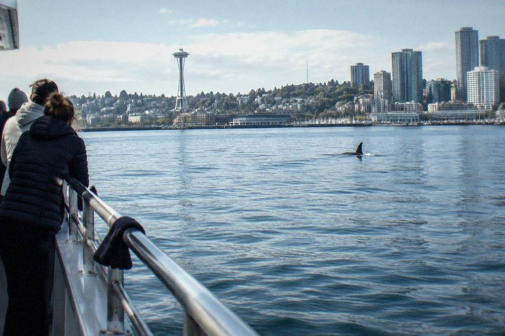 A whale watching boat idling at a distance from an orca dorsal fin on open water