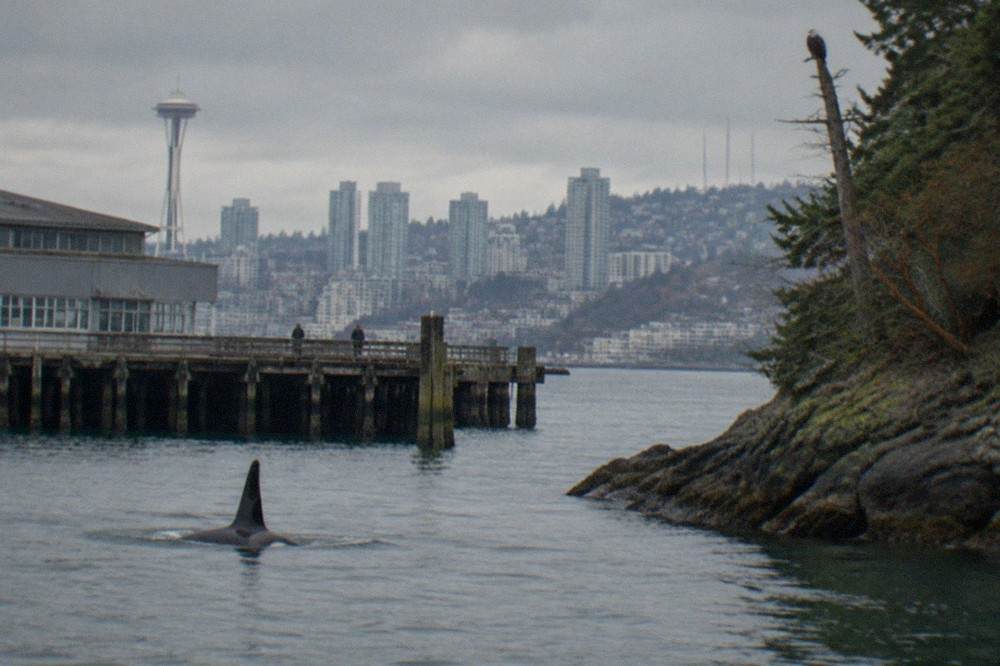 An orca dorsal fin rising above dark green water near a forested shoreline