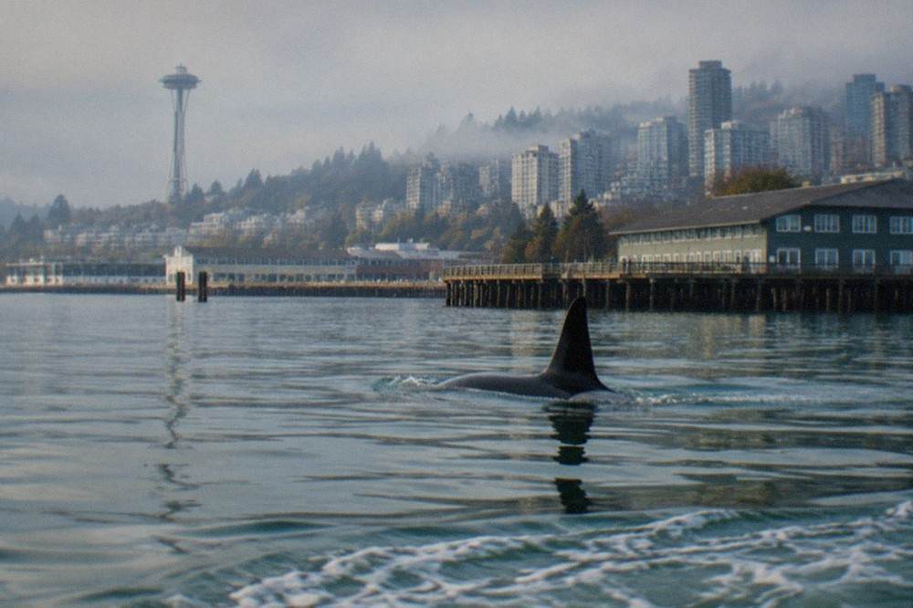 An orca dorsal fin breaking the surface of calm green Puget Sound water