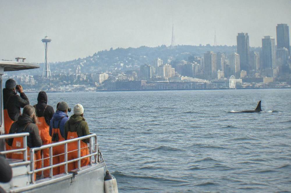 A whale watching boat holding distance from an orca dorsal fin in open water
