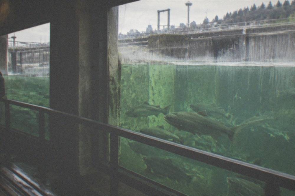 Underwater viewing windows beside the fish ladder with salmon holding in the current