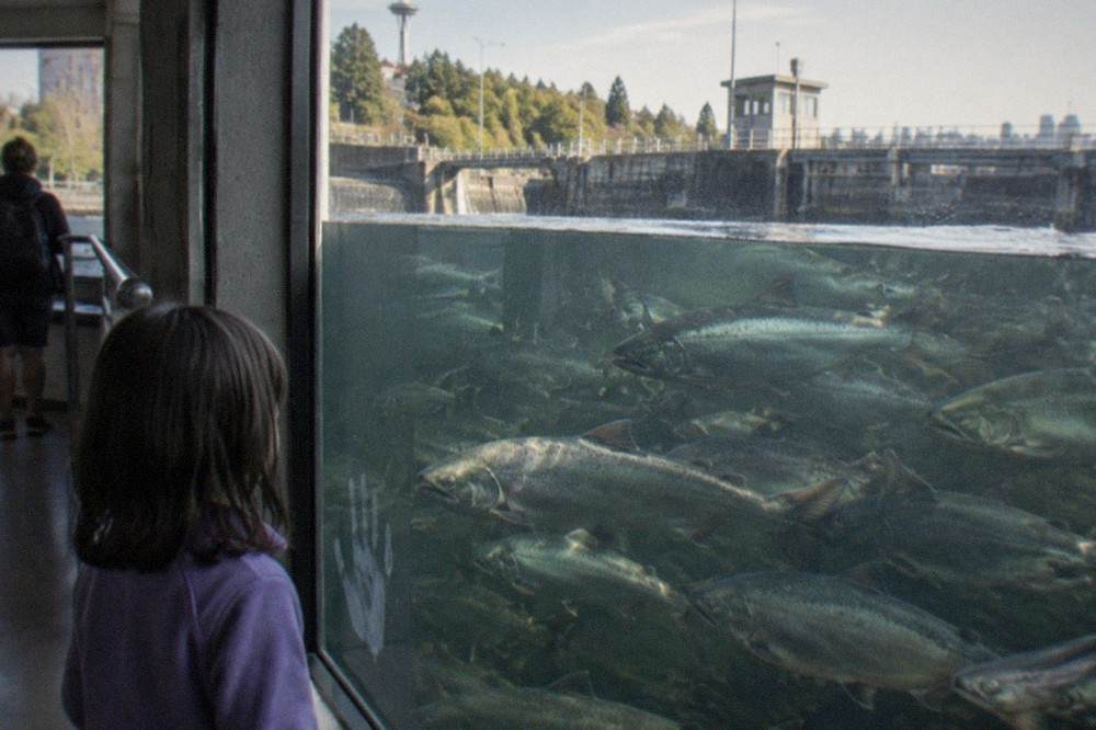 Salmon swimming past the underwater windows of the fish ladder at the Ballard Locks