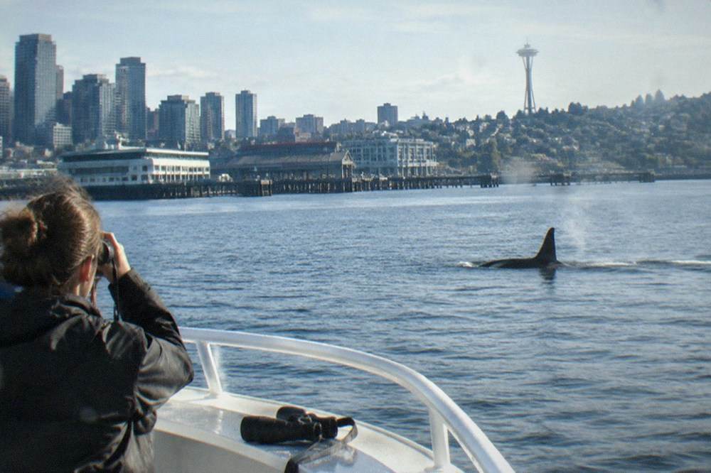 An orca dorsal fin breaking the surface of Puget Sound near a forested island